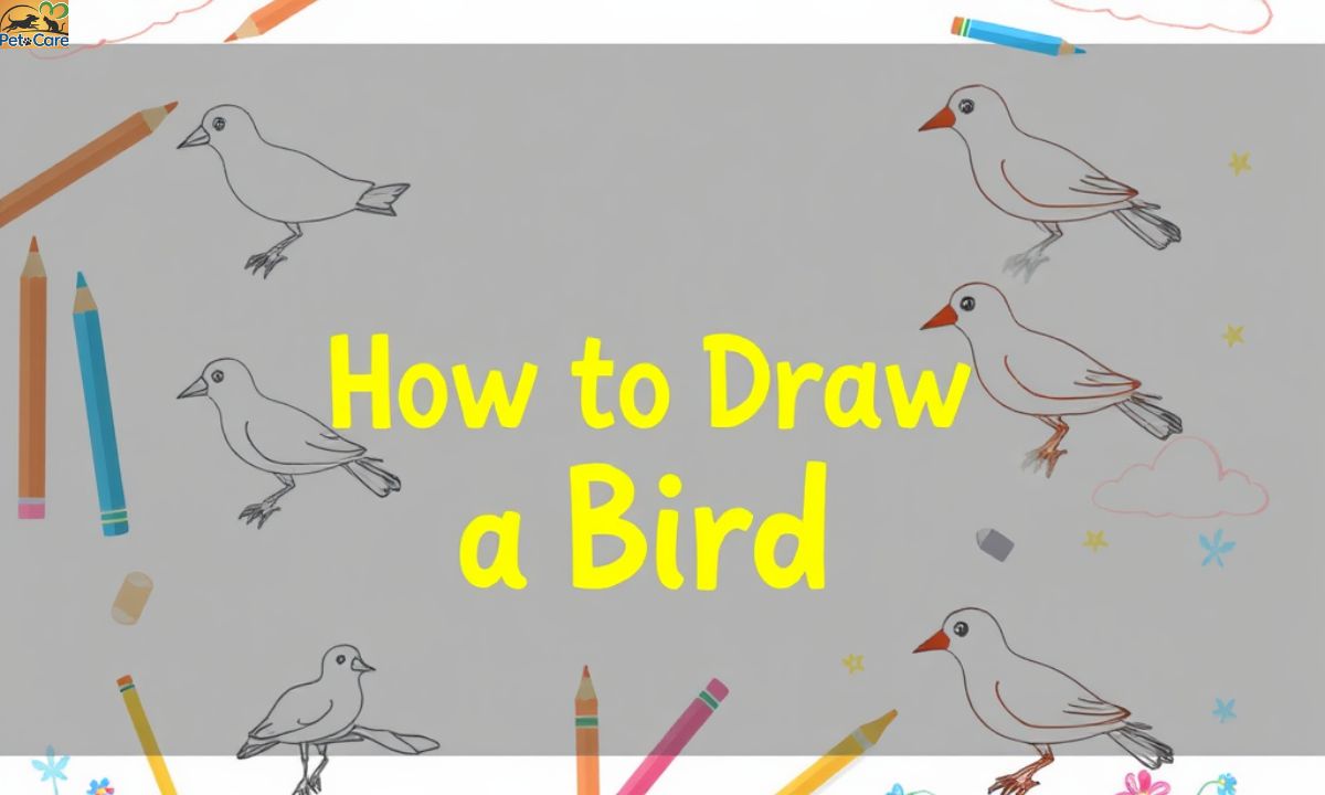 How to Draw Bird