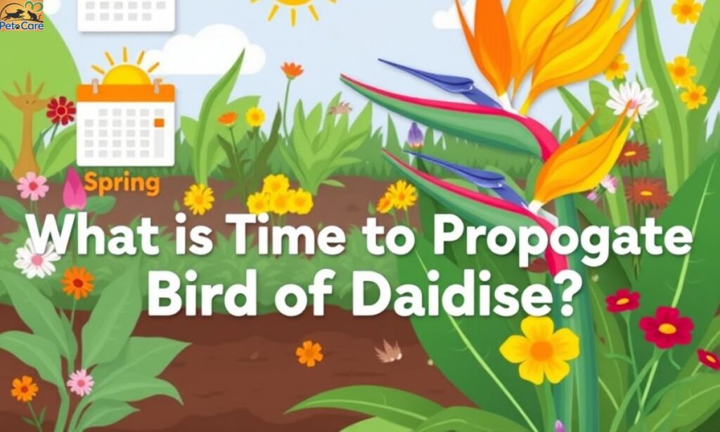 What is the Best Time to Propagate Bird of Paradise?