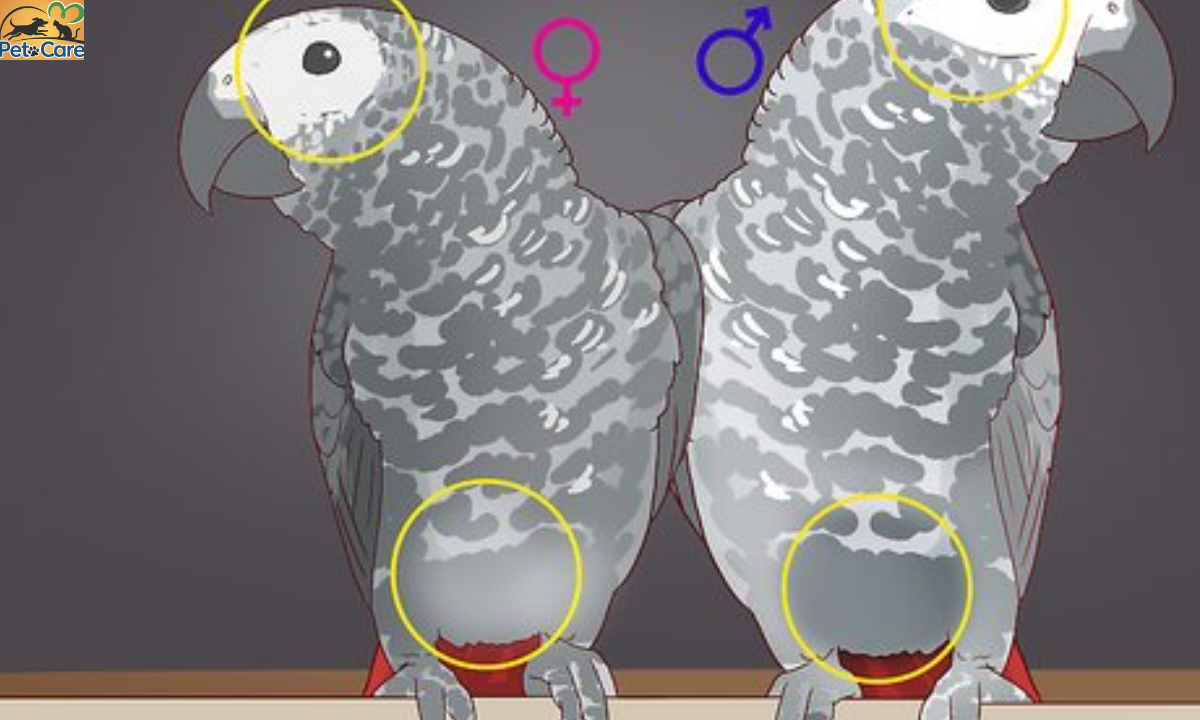 How to Tell if a Bird is a Boy or Girl