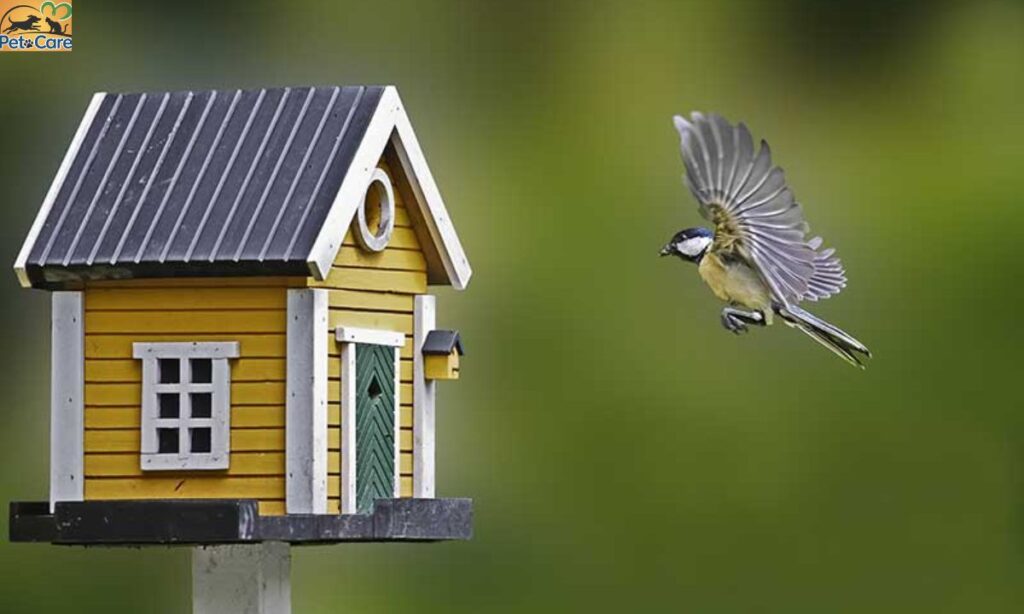 Meanings of a Brown Bird Flying into Your House