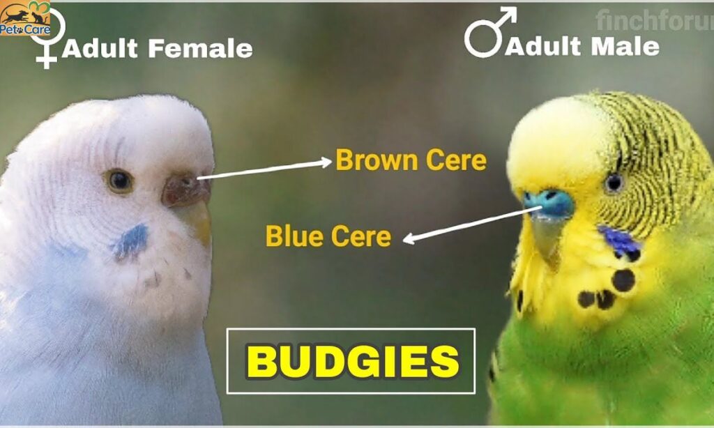 How to Identify in Monomorphic Birds?