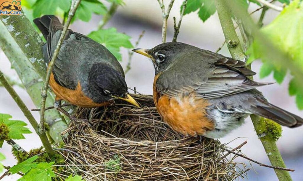 Why Was the Kirtland’s Warbler Endangered?