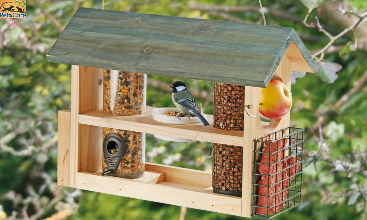 How to Attract Birds to Bird Feeder 