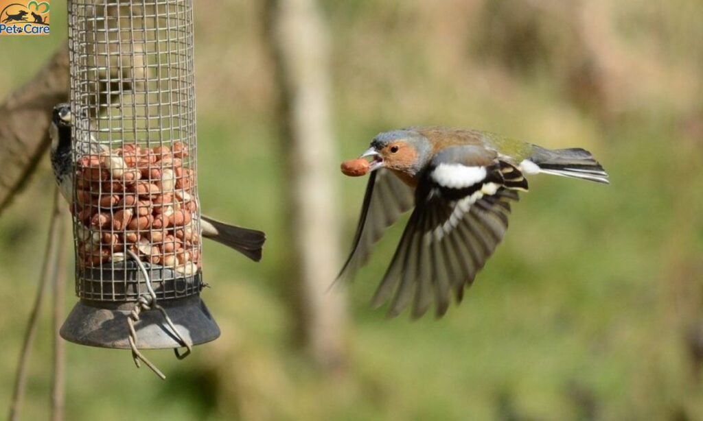 Choose the Right Bird Feeders for Attracting Birds