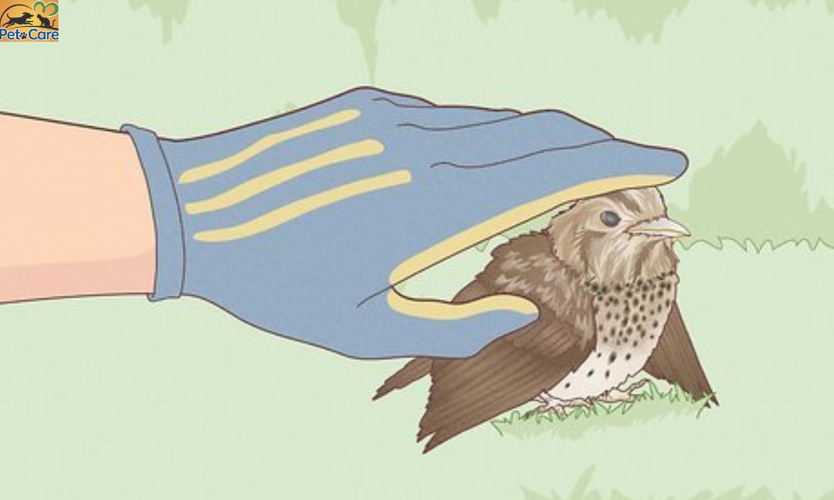 How to Help a Bird with a Broken Wing